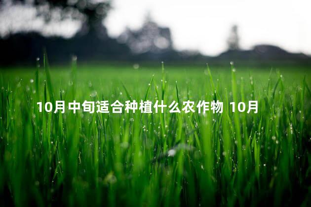 10月中旬适合种植什么农作物 10月适合种植什么农作物